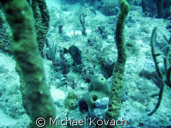 Inside Reef at Lauderdale by the Sea by Michael Kovach 